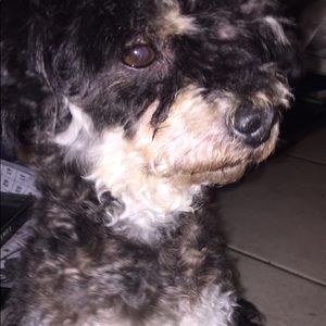 Meet your Posher, Heidy